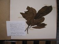 Herbarium sample